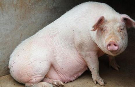 饲料与营养 | 怀孕母猪，我们到底每天该喂多少饲料？