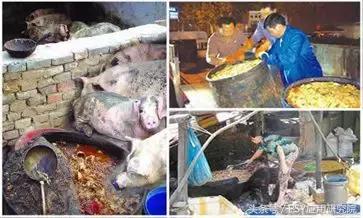泔水养猪“低本巨毒”，为了您和家人的健康，请注意