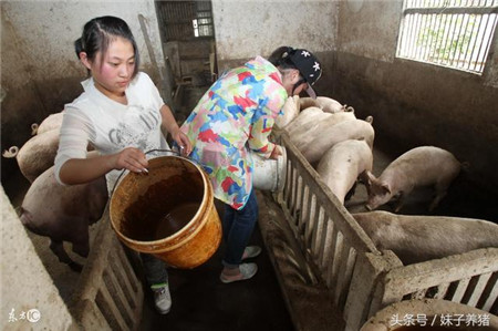 猪场臭味带来损失大，养猪人5个办法解决，你选哪一个