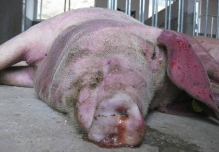 母猪有仔了，却总是流鼻血，什么情况？