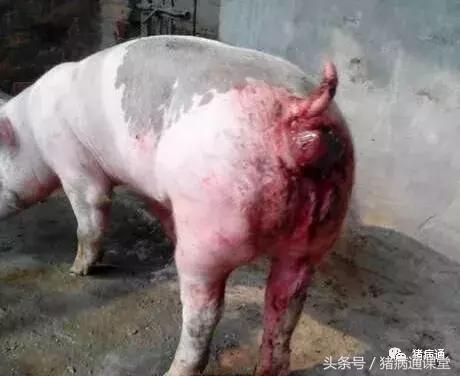 不要小瞧这种猪病，严重了也会死猪