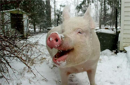 2018年01月12日全国内三元生猪价格行情涨跌表