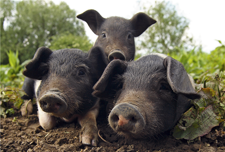 2018年01月13日全国土杂猪生猪价格行情涨跌表