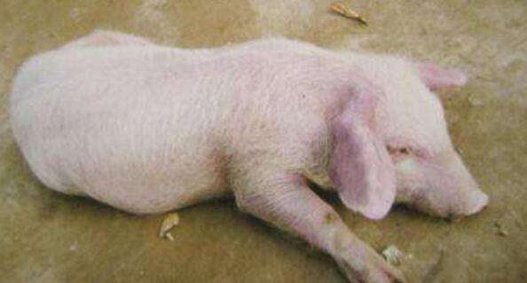 不可忽视的猪弓形虫病防治对策