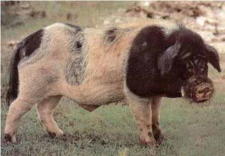 2018年01月15日全国内三元生猪价格行情涨跌表