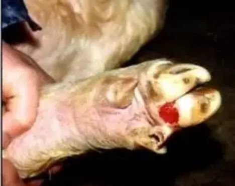 养猪人花几万给猪打疫苗，却因此损失几十万，还被痛斥