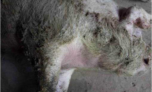 奇怪：百头猪集体中毒   痛心：养殖户损失惨重 　　