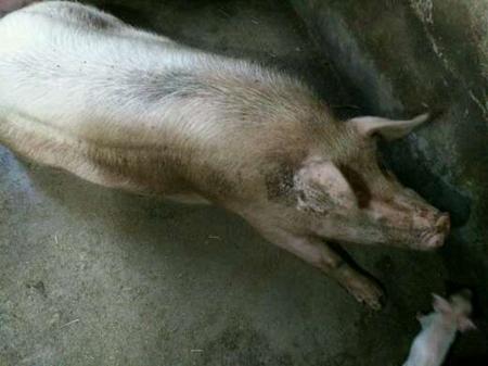这4种疾病不根除，母猪排尿都成问题！