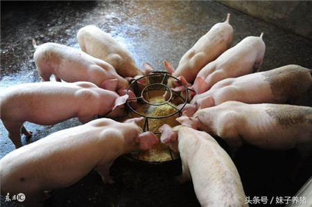 猪场养猪丢掉利润的5个细节，新手养猪人不能不知道
