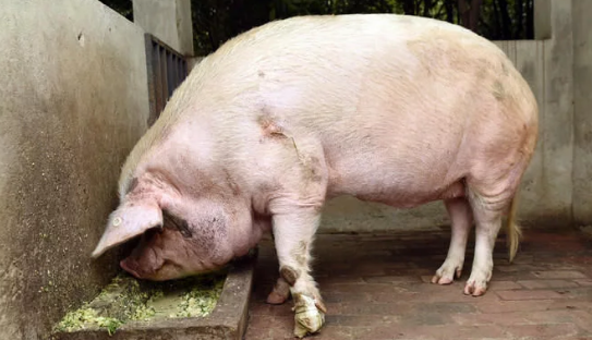 地震中活埋36天的猪坚强  站不起来了 死后或制成标本