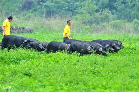 2018年养猪前景究竟咋样，看完这些再决定要不要继续养