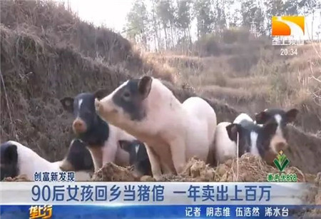 厉害了！湖北90后女孩回乡养这种猪，一年卖出上百万