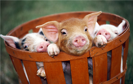 养殖户可适当进行补栏仔猪 生猪均价破8的可能性不大