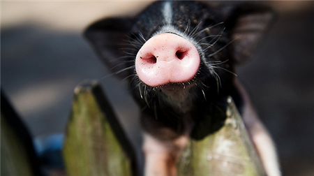 到东北养猪去！ 畜牧行业正在上演“南猪北移”大戏