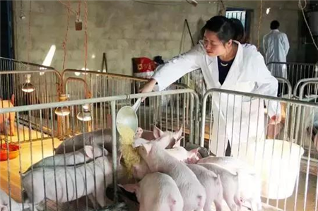 2018小规模养猪如何发展？这三条出路可以参考