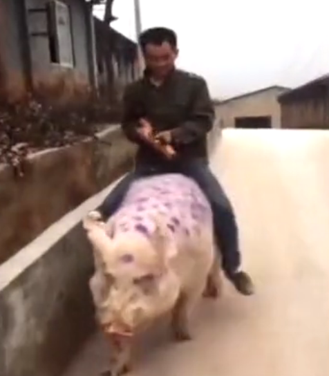 搞笑视频：骑着猪去相亲，爆笑