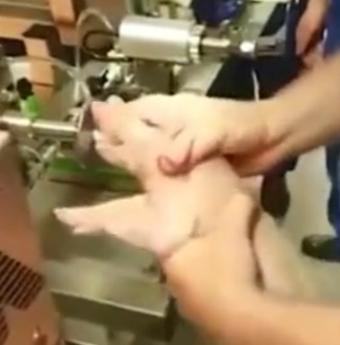 养猪场又出现一神器，一条龙操作十几秒完成