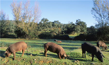 2017年分省生猪出栏量 再增7省市