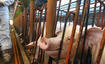 环保养猪趋势不可避免，环保风暴是一场持久战