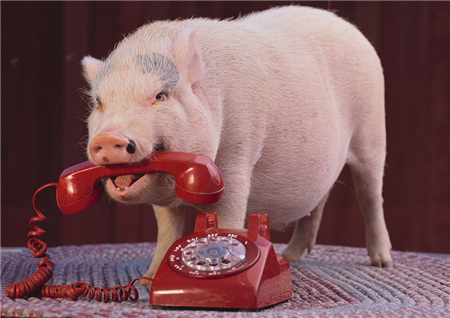 绝密！2017年大型农牧企业战略布局，您能发现商机吗