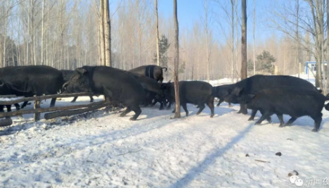 吃过猪肉的你，见过猪跨栏吗？运动健将