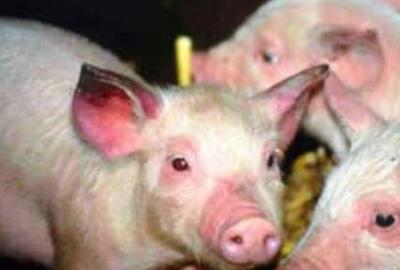 猪耳朵发蓝、发紫，就判定是蓝耳病？！绝对是误区