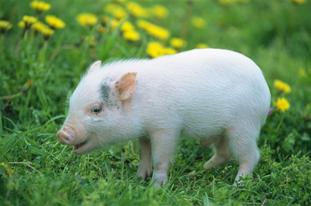 生猪出栏量和消费量最大的春节！何时卖猪、如何补栏、怎么备货？