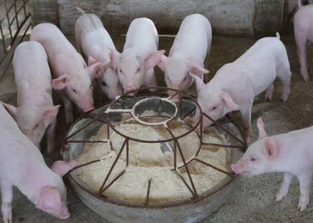 统计局：去年成都猪肉价拉低CPI 今年肉价继续下行