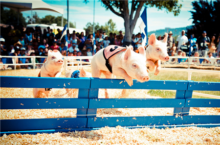 冯永辉：需求处于两个高峰之间 猪价难涨难跌