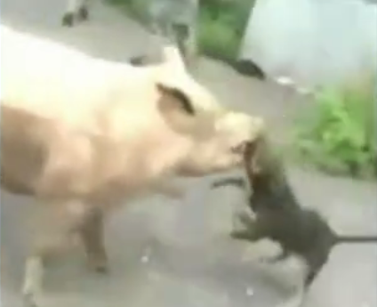 到底是猪咬的狗，还是狗咬猪，不过听声音应该是猪比较疼