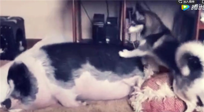 二哈无法无天欺负猪！猪的反应反把二哈气得够呛 