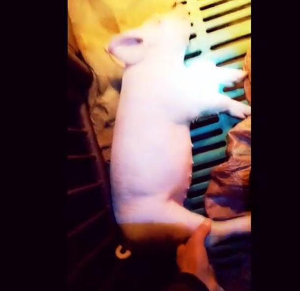 我真的以为这只猪死了，没想到它只是睡得跟死猪一样！