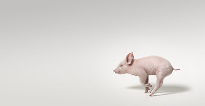 大叔卖猪肉能年入百万？那一头猪到底能卖多少钱