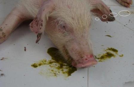 这六种猪病，常引发猪呕吐，提前预防很重要！