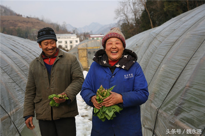 夫妻种菜养猪年纯收入10万 过年时1斤菠菜能卖10元 