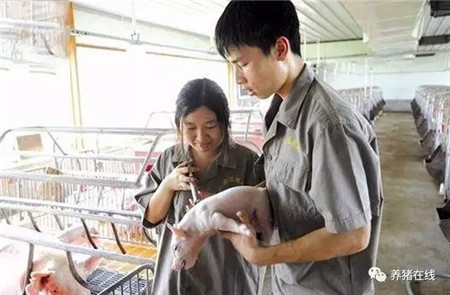 猪场需要做什么疫苗？这些你都知道吗？