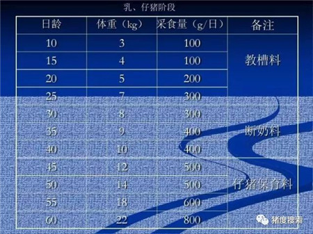只要方法在，少吃饲料也能长得快！（附：猪各阶段采食表）