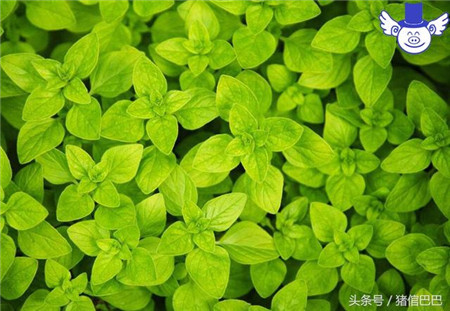 牛至油在养猪过程中的妙用，母猪用了能生更多的小猪仔