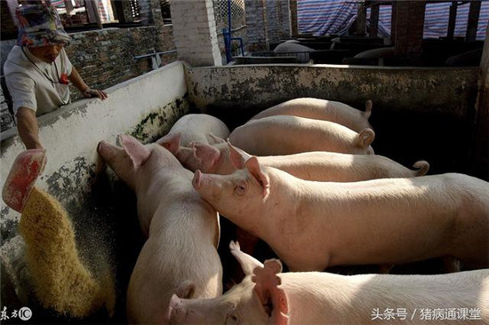 请问老师，猪耳朵，脖子，腿发紫了，该怎么办呢？