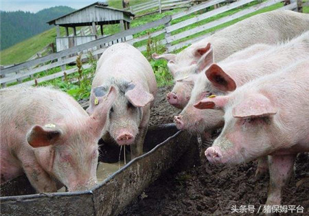 几个实用的治猪病偏方，治疗这些猪病很有效