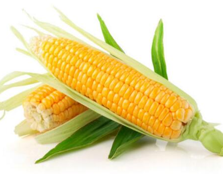 猪价断崖式下跌，玉米却有望大涨，养猪户怎么办