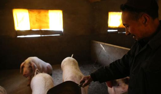 60后收贫困户红薯加工粉条还养600头猪 一年净赚20万