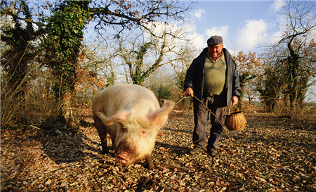 新希望六和2018年86.7亿再布局养猪业 越南也有份