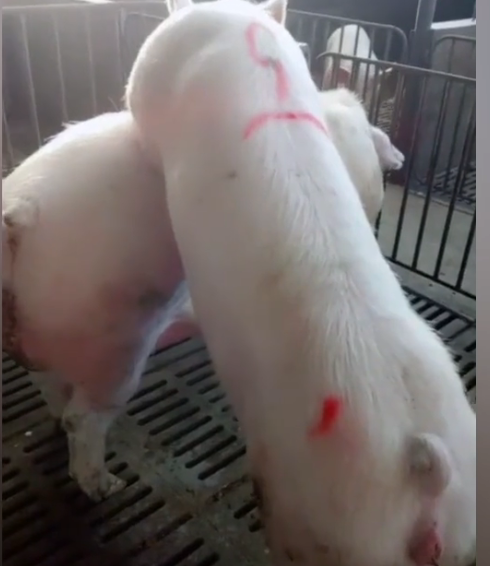 养猪场为什么要把大公猪的尾巴剪掉？母猪却不需要