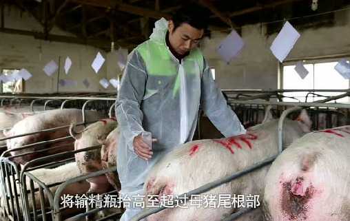 两个猪场常见问题处理方案分享