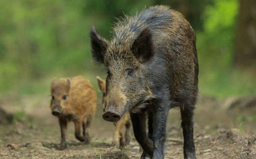 据说，今年养殖补贴将偏向这几类养殖户！