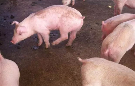 从临床症状上快速判断猪呼吸道疾病！