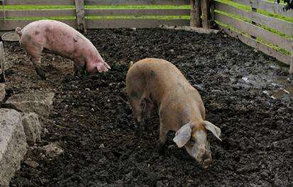 如今猪场被拆，散户是否被遗弃，散户的出路在哪儿?