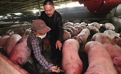 东北地区猪价开涨，现在是最佳出栏时机？