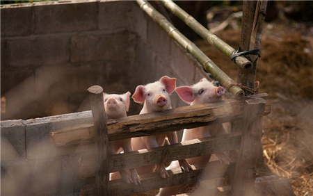 拆了养猪场就只补贴钱？看看这个地方的三大帮扶政策